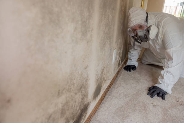 Best Environmental Consulting for Mold Prevention  in North Haledon, NJ